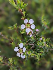 Leptospermum scoparium