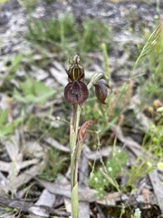 Pterostylis cheraphila