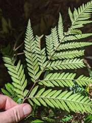 Parapolystichum microsorum