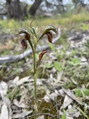 Pterostylis cheraphila