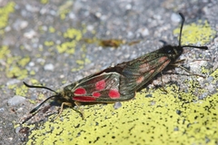 Zygaena exulans
