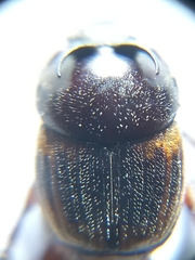 Onthophagus cervus