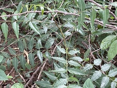 Azadirachta indica