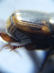 Onthophagus cervus