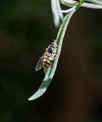 Simosyrphus grandicornis