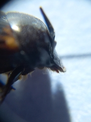 Onthophagus cervus