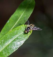 Simosyrphus grandicornis