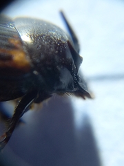 Onthophagus cervus
