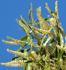Quintinia verdonii