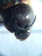 Onthophagus cervus
