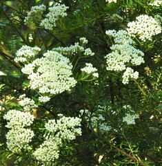 Ozothamnus diosmifolius