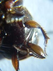 Onthophagus cervus