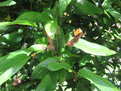 Aristolochia praevenosa