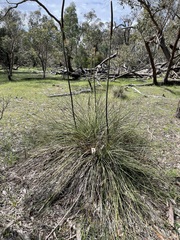 Xanthorrhoea caespitosa