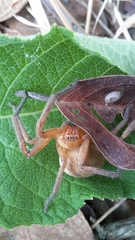 Olios