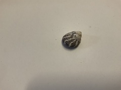 Austrocochlea porcata