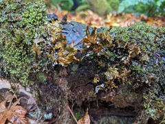 Peltigera degenii