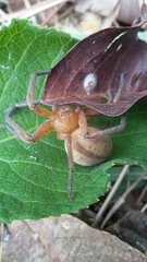 Olios