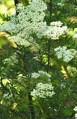 Ozothamnus diosmifolius
