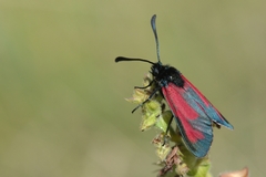 Zygaena erythrus