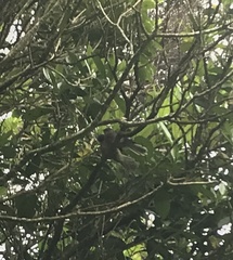 Rhipidura fuliginosa placabilis