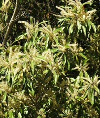 Quintinia verdonii