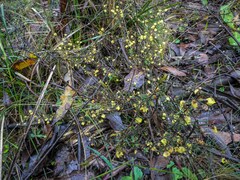 Acacia aculeatissima