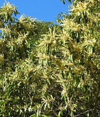 Quintinia verdonii