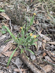 Podotheca angustifolia