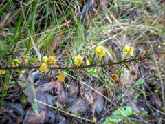 Acacia aculeatissima