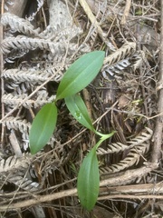 Chiloglottis