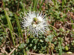 Kunzea pomifera