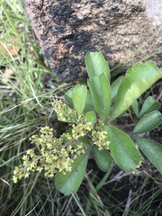 Anacardiaceae