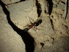 Camponotus