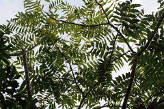 Zanthoxylum ailanthoides ailanthoides