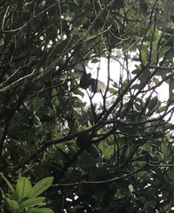 Rhipidura fuliginosa placabilis