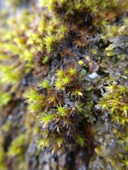Orthotrichaceae