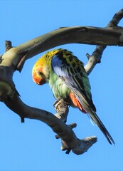 Platycercus eximius x adscitus