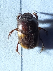Onthophagus cervus