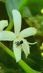 Tetragonula carbonaria
