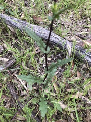 Senecio picridioides