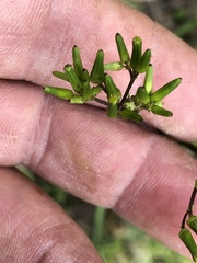 Senecio picridioides