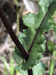 Senecio picridioides