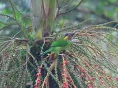 Psilopogon chrysopogon