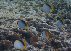 Chaetodon melannotus