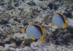 Chaetodon melannotus