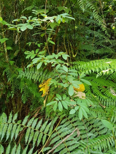 Tuba Root (Derris elliptica)
