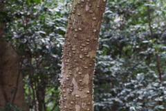 Zanthoxylum ailanthoides ailanthoides