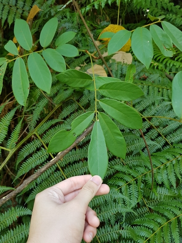 Derris elliptica, photograph 3