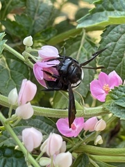 Xylocopa caffra